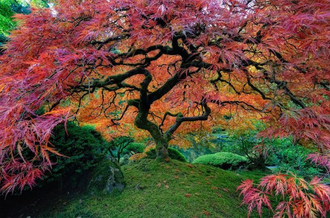 Covenant-blog-amazing-trees-21