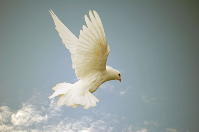 holy spirit come photo of dove at covenant fellowship church okc blog