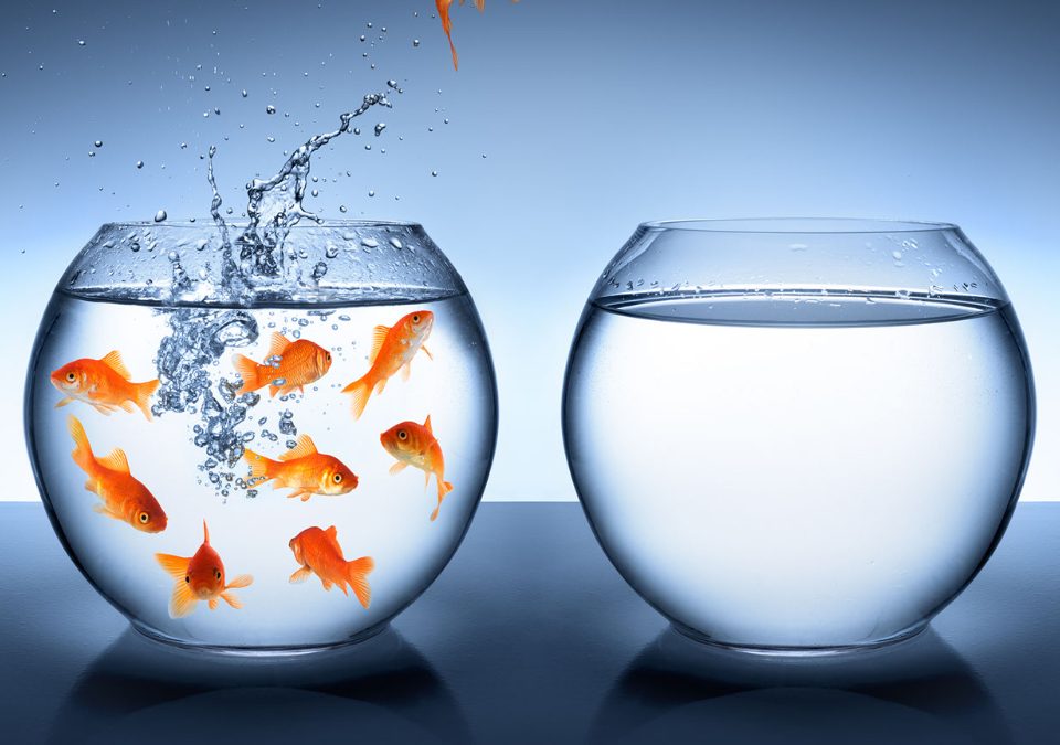 goldfish jumping out of water disrupt the status quo