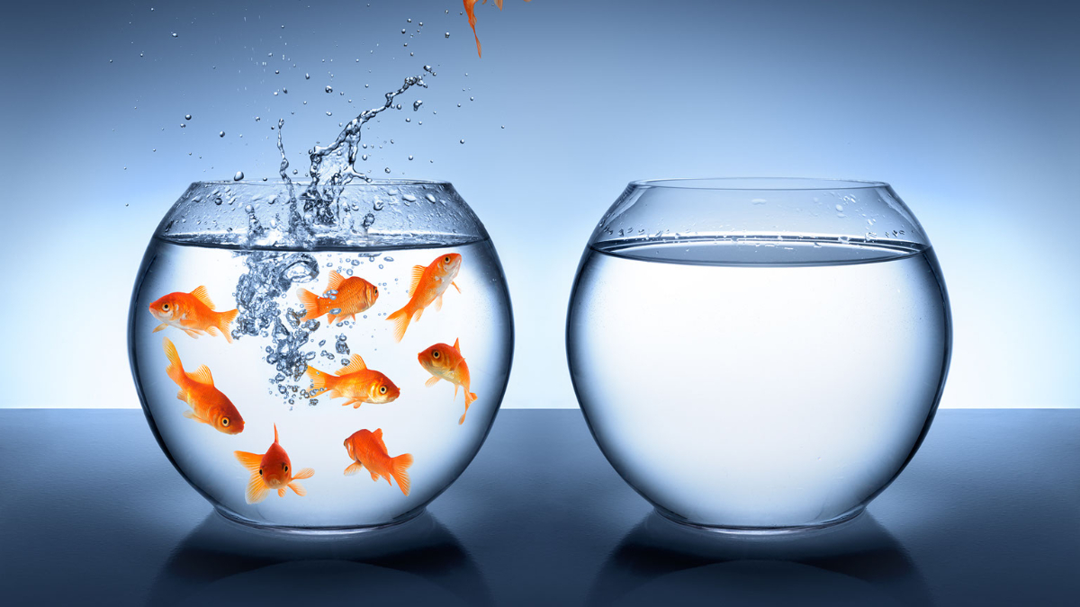 goldfish jumping out of water disrupt the status quo